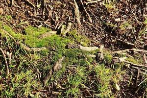 vista detallada de cerca en una textura de suelo forestal con musgo y ramas foto