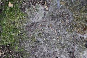 Detailed close up view on a forest ground texture with moss and branches photo