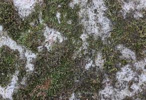 Detailed close up view on a forest ground texture with moss and branches photo