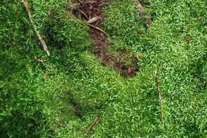 Detailed close up view on a forest ground texture with moss and branches photo