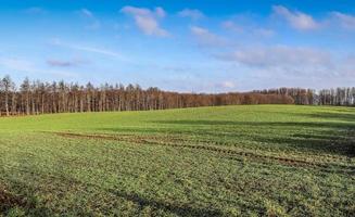 View of an agriculturally used field with green grass. photo