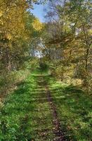 Beautiful view into a dense green forest with bright sunlight casting deep shadow photo