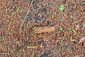 Detailed close up view on a forest ground texture with moss and branches photo