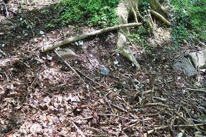 Detailed close up view on a forest ground texture with moss and branches photo