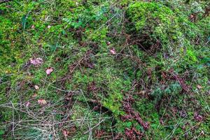 Detailed close up view on a forest ground texture with moss and branches photo