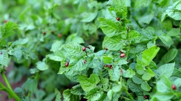 muchos escarabajos colorados. Larvas de escarabajo de patata de colorado en hojas de patata. escarabajos de patata en el follaje en la naturaleza, fondo natural, vista cercana. el lancero de diez rayas es la principal plaga de la patata. video