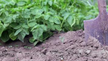 schop op de achtergrond van aardappelstruiken. op een boerderij een jonge aardappelknol uit de grond graven. aardappelen graven met een schop op een veld van aarde. aardappelen oogsten in de herfst. video