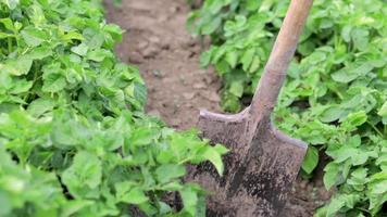 Shovel on the background of potato bushes. Digging up a young potato tuber from the ground on a farm. Digging potatoes with a shovel on a field of soil. Harvesting potatoes in autumn. video