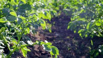 Patata piantagioni crescere nel il campo. agricoltura, agricoltura. verde campo di patate nel un' riga. Patata piantagioni, Solanum tuberoso. estate paesaggio con agricolo terra. video