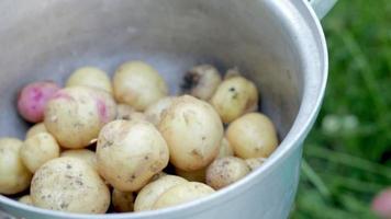 casserole en acier inoxydable avec pommes de terre nouvelles crues. pommes de terre non épluchées. gros plan de pommes de terre biologiques fraîchement récoltées avec des peaux jaunes et rouges. récolte. video