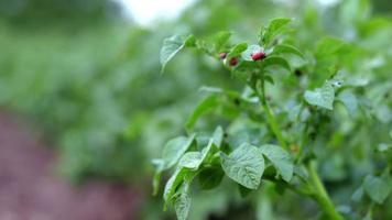 de Colorado kever larve Aan aardappel bladeren vernietigt aardappel planten en oorzaken Super goed schade naar boerderijen. selectief focus. leptinotarsa decemlineata Aan een blad. gevaarlijk plaag voor landbouw. video