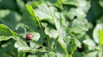 a larva do besouro colorado em folhas de batata destrói as plantas de batata e causa grandes danos às fazendas. foco seletivo. leptinotarsa decemlineata em uma folha. praga perigosa para a agricultura. video