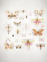 Wide assortment of beautiful butterflies in a glass case at a museum photo
