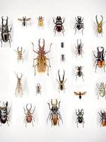 amplia variedad de hermosos insectos en una vitrina en un museo foto