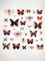 Wide assortment of beautiful butterflies in a glass case at a museum photo