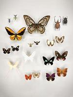 Wide assortment of beautiful butterflies in a glass case at a museum photo