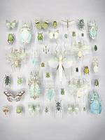 Wide assortment of beautiful butterflies in a glass case at a museum photo