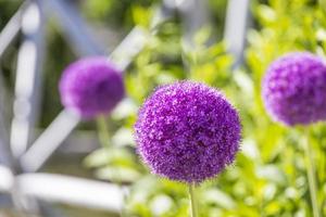 Round purple allium flowers in a green garden photo