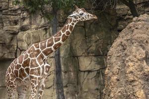 Side view of a long necked giraffe at a zoo photo