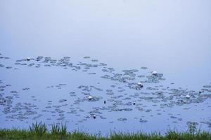 Patch of green lily pads in a blue pond photo