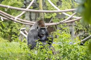 gorila de espalda plateada masticando algo de comida en un zoológico foto