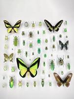 Wide assortment of beautiful butterflies in a glass case at a museum photo