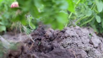 Dames boeren oogst jong aardappelen van de bodem. aardappel knol gegraven met een Schep Aan bruin grond. vers biologisch aardappelen Aan de grond in een veld- Aan een zomer dag. de concept van groeit voedsel. video