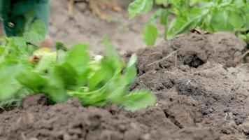 Dames boeren oogst jong aardappelen van de bodem. aardappel knol gegraven met een Schep Aan bruin grond. vers biologisch aardappelen Aan de grond in een veld- Aan een zomer dag. de concept van groeit voedsel. video