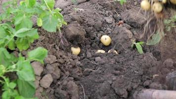 Women farmers harvest young potatoes from the soil. Potato tuber dug with a shovel on brown ground. Fresh organic potatoes on the ground in a field on a summer day. The concept of growing food. video