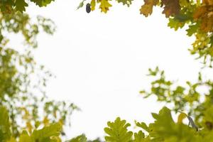 Autumn composition of oak leaves. photo