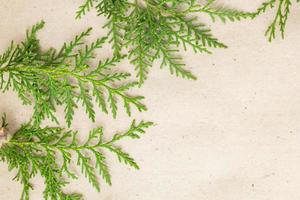 Green thuja tree branches frame on beige rustic background. photo