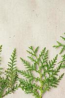 Green thuja tree branches frame on beige rustic background. photo