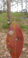 Dried rubber leaves photo