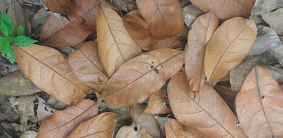 una colección de hojas secas debido a los efectos del otoño foto