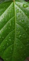 Photo of green leaves with raindrops suitable for background