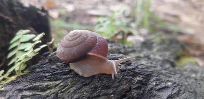 Photo of a snail on wood.