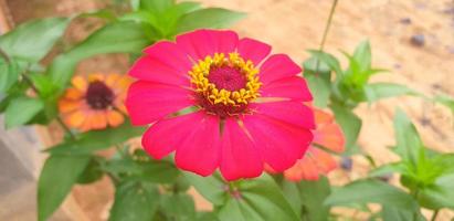 las flores rojas son tan hermosas adecuadas para el jardín foto