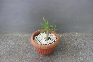 Close-up of Japanese frangipani bonsai ornamental plant in pot. The scientific name is adenium obesum. Used for nature background. photo