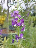 Close-up of purple penstemon strictus flower in the garden. Also called as Rocky Mountain Beardtongue. Used for nature backgrounds. photo