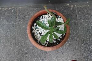 Close-up of Japanese frangipani bonsai ornamental plant in pot. The scientific name is adenium obesum. Used for nature background. photo