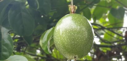 Fresh whole of passion fruit still hanging on the tree waiting to be harvested complete with its leaves and branch photo