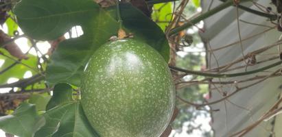 Fresh whole of passion fruit still hanging on the tree waiting to be harvested complete with its leaves and branch photo