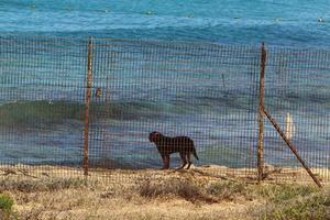 Fence in the city park on the shores of the Mediterranean Sea. photo