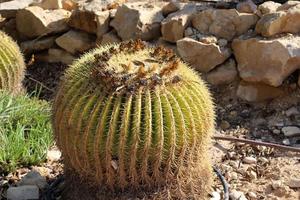 A large and prickly cactus grows in a city park. photo