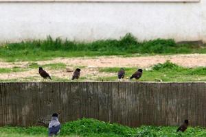 Fence in the city park on the shores of the Mediterranean Sea. photo