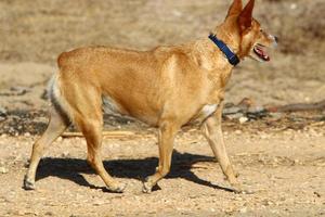 Dog on a walk in a city park in Israel. photo