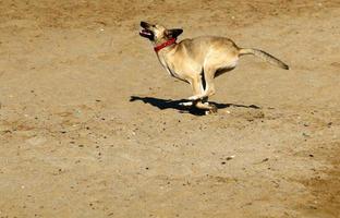 Dog on a walk in a city park in Israel. photo