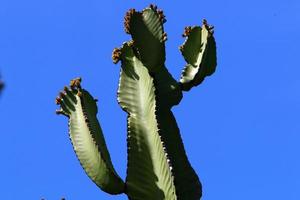 A large and prickly cactus grows in a city park. photo