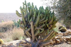 A large and prickly cactus grows in a city park. photo