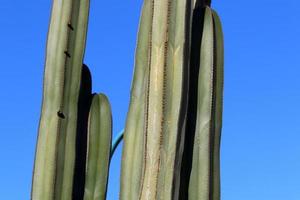 A large and prickly cactus grows in a city park. photo